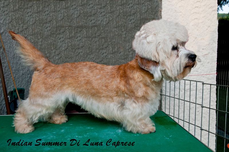 Indian summer di luna caprese