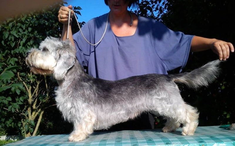 CH. Unga canis terra