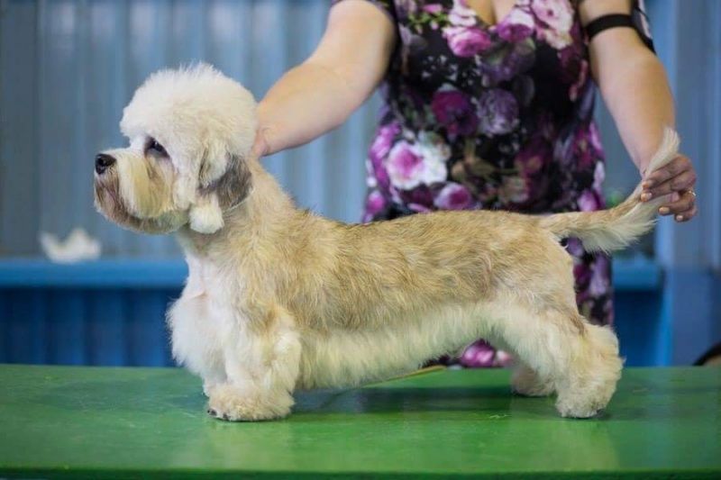 dariant Livin la vida loka