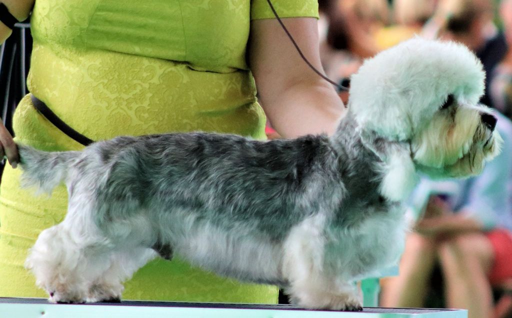 CH. back to my roots At luna caprese