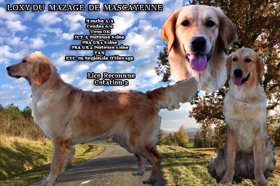 Publication : Du mazage de mascayenne Auteur : Yannick Maurel