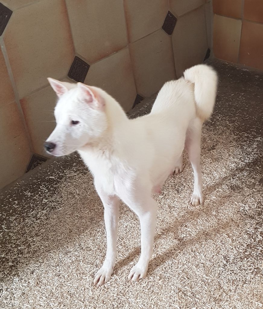 snow galaxy Atlantida dit samanta