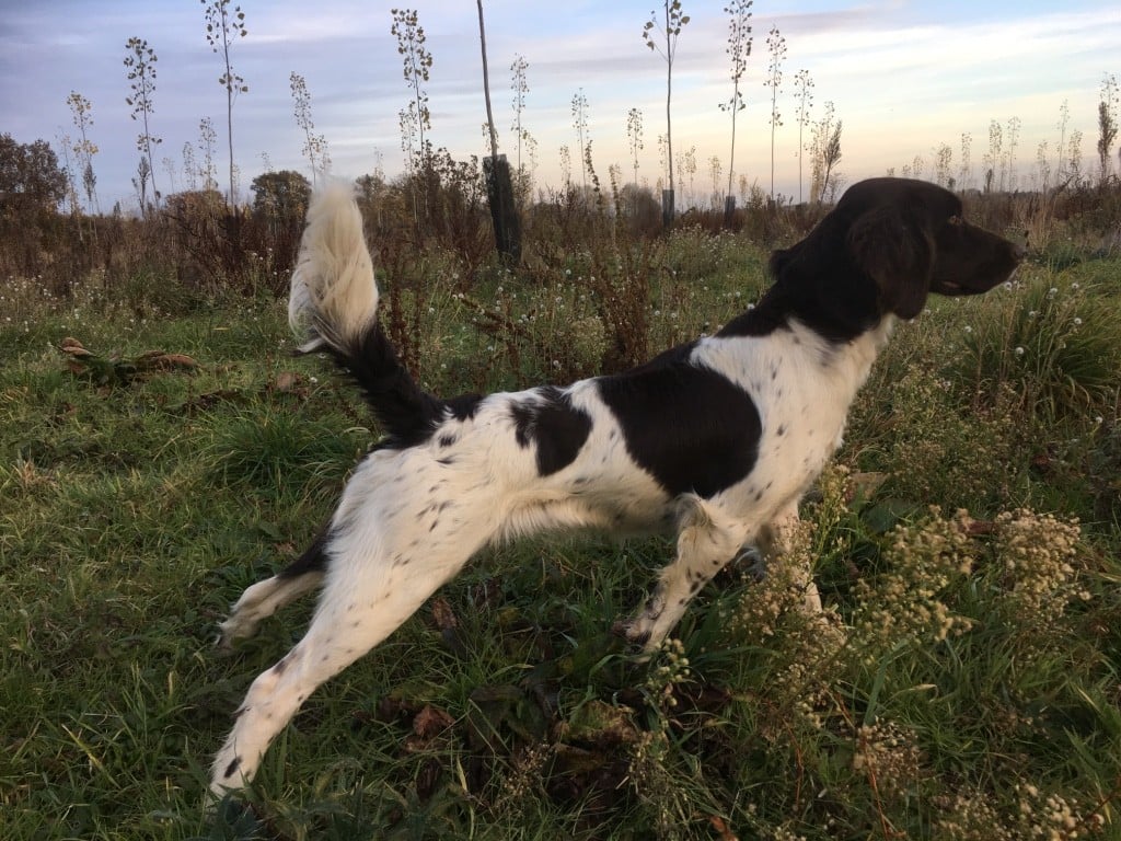 Mascotte des étoiles de Woodcock