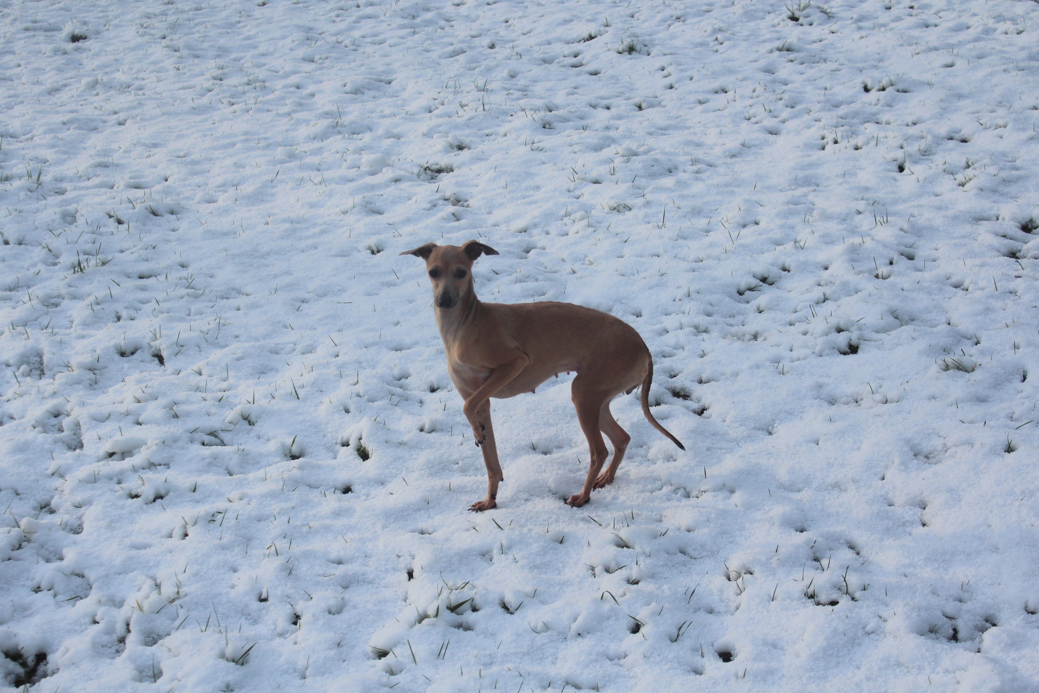 Publication : des Petites Symphonies 