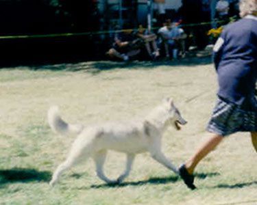 CH. nanook's Shade of blue