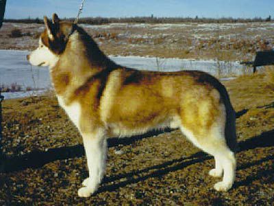 CH. innisfree O'toole