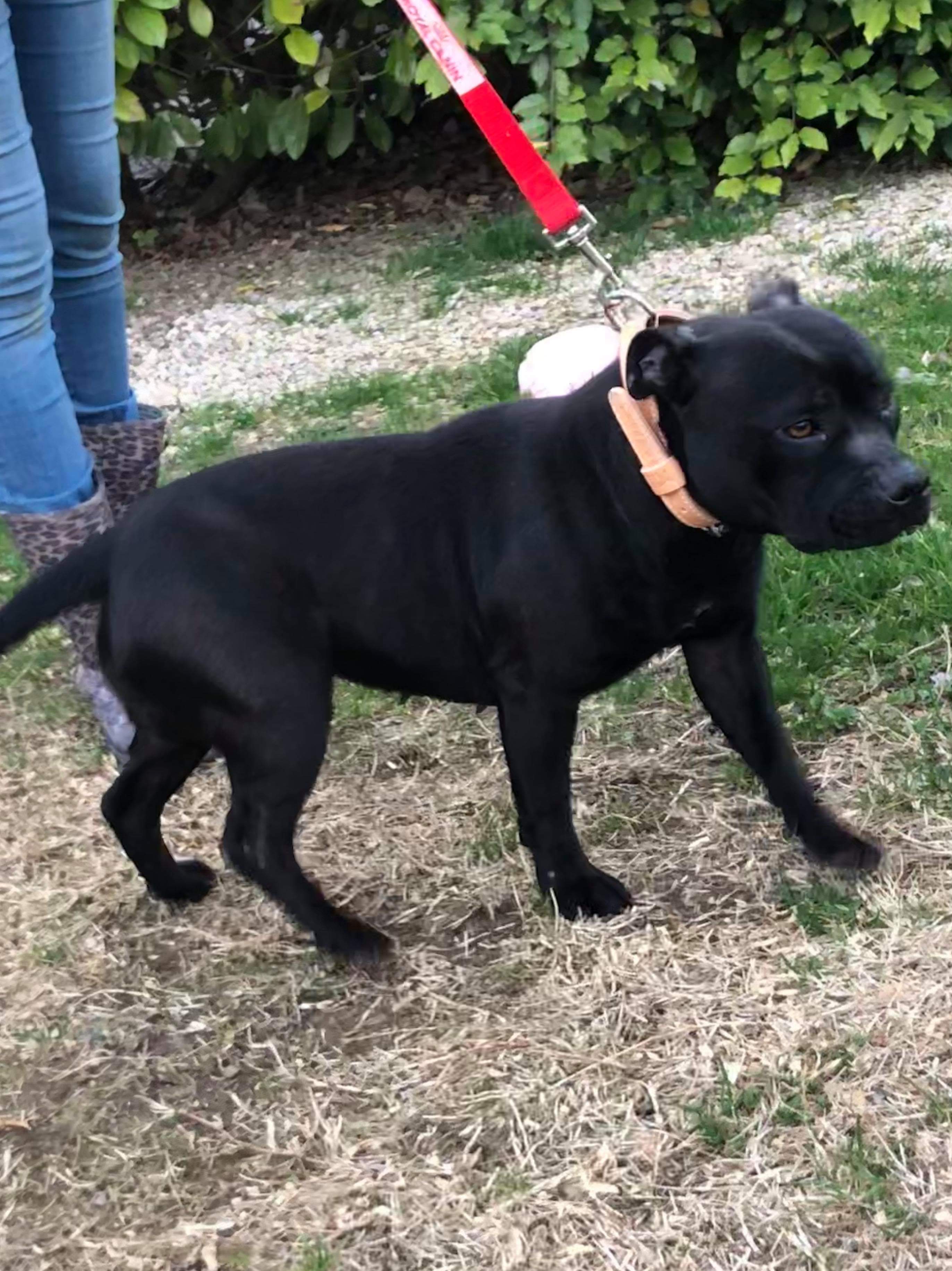 Nasty girl De La Furia Roja