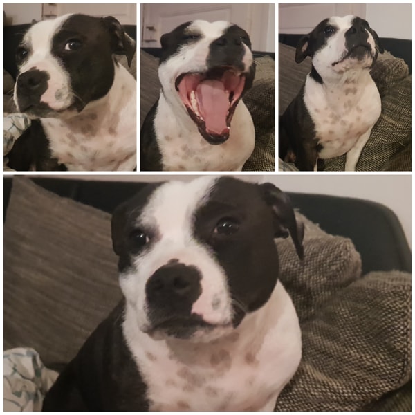 Publication : Natolini