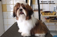 Étalon Shih Tzu - Maestro Du Coeur Aux Abois