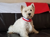 Étalon West Highland White Terrier - Hector de la Terre d'Ecosse