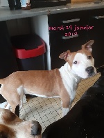 Étalon American Staffordshire Terrier - Orage Breeding Sand Teeth