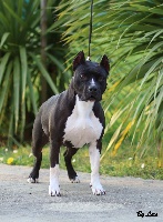 Étalon American Staffordshire Terrier - Alfagacyno Honey black pearl