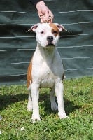 Étalon American Staffordshire Terrier - karballido staffs Salsa ciento trece