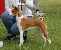 Étalon Basenji - Luthece Of swala pala