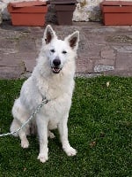 Étalon Berger Blanc Suisse - Arwen la gebrada