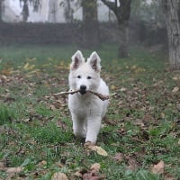 Étalon Berger Blanc Suisse - Only star Du Flocon D'argent