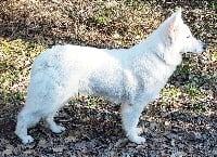 Étalon Berger Blanc Suisse - Lady belle De La Légende De Calypsone