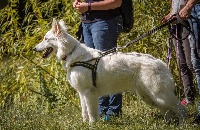 Étalon Berger Blanc Suisse - Megara (Sans Affixe)