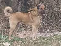 Étalon Berger Kangal - I'poyraz gaidoga de la Forêt des Quatre Seigneurs