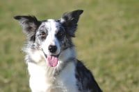 Étalon Border Collie - Leelee blue Titre Initial