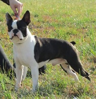 Étalon Boston Terrier - CH. Gentle boy Of nimiloxus