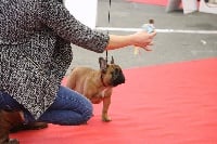 Étalon Bouledogue français - O'sweet boy De l'ancolie des alpes