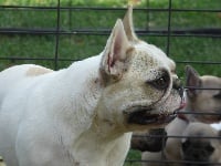 Étalon Bouledogue français - Niobé des Seigneurs de l'Odyssée