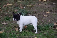 Étalon Bouledogue français - Ogustin des bouilles de la Garonne