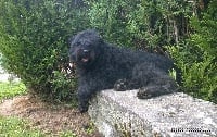 Étalon Bouvier des Flandres - Gomme de la Fontaine au Maitre