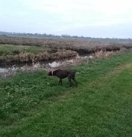 Étalon Braque allemand à poil court - Lutèce Vom hundegelaut