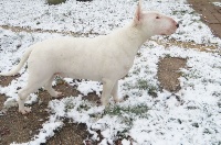 Étalon Bull Terrier - Crambully Only white rose