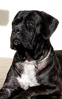 Étalon Cane Corso - Maya De la molosseraie des terres antiques