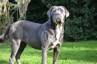 Étalon Cane Corso - Nikita (Sans Affixe)