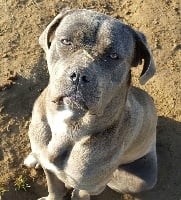 Étalon Cane Corso - Jade De La Guardia De Hiris