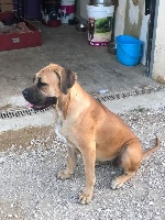 Étalon Cane Corso - Narjis (Sans Affixe)