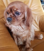 Étalon Cavalier King Charles Spaniel - Najade des rives du blavet