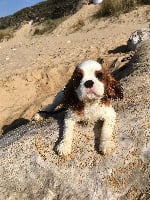 Étalon Cavalier King Charles Spaniel - Ouragan Du puits des sortileges