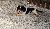 Étalon Cavalier King Charles Spaniel - Only one star Du Bois Des Girardons