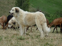 Étalon Chien de Montagne des Pyrenees - Mirabelle du Hogan des Vents