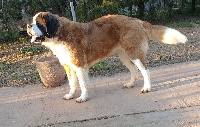 Étalon Chien du Saint-Bernard - Maggda-linna de Can Font