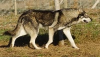 Étalon Chien-loup de Saarloos - Canens Africae Nox