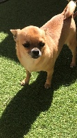 Étalon Chihuahua - Impériale De La Légende Toltèque