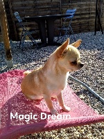 Étalon Chihuahua - Magic dream (Sans Affixe)