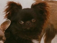 Étalon Chihuahua - Lorenzo De L'Eden Des Petits Precieux