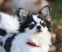 Étalon Chihuahua - Majestic amor sorajama
