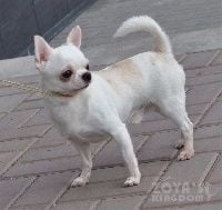 Étalon Chihuahua - CH. Angel zoya's kingdom iz doma kunets