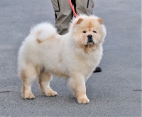 Étalon Chow Chow - heart fiery dragon Kwei jang