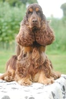 Étalon Cocker Spaniel Anglais - Glasgow du pays des longues oreilles