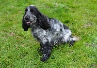 Étalon Cocker Spaniel Anglais - Louna de Lambredane