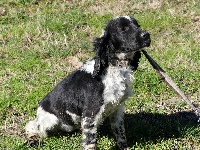 Étalon Cocker Spaniel Anglais - Olympe De sandie landes